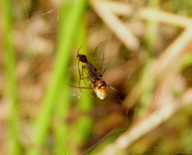 Gli astuti Argyrodes